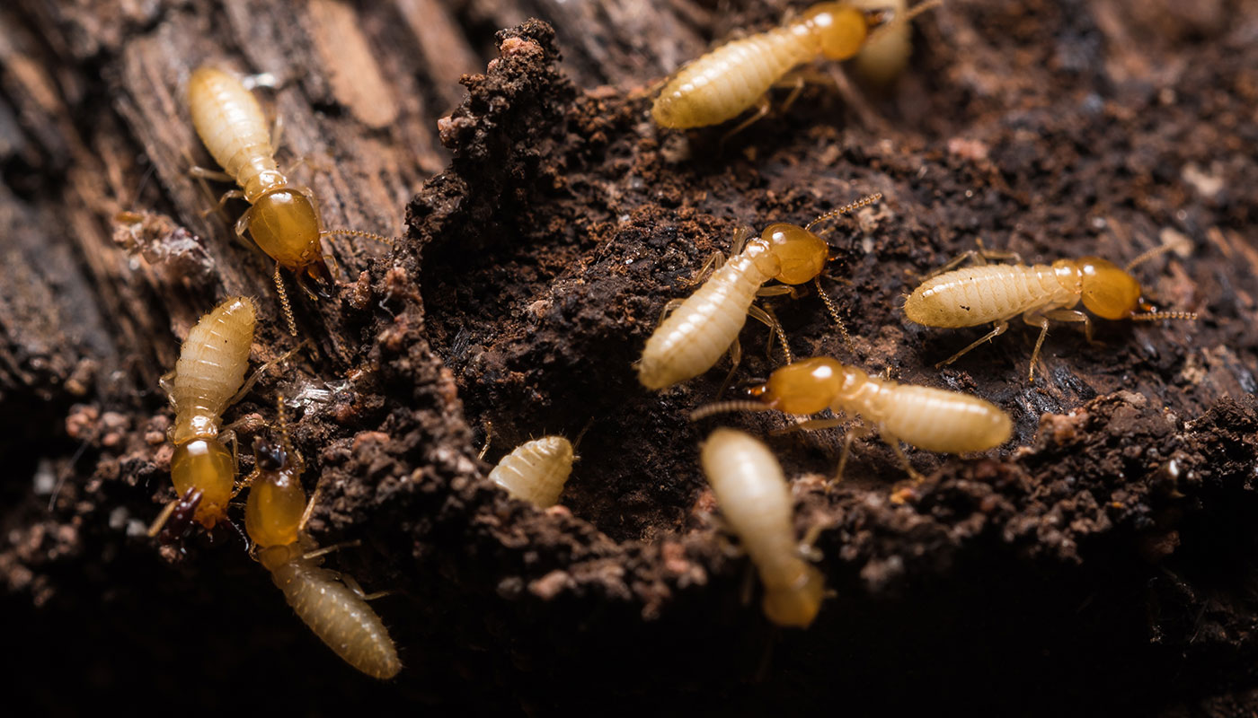 coffs-termites