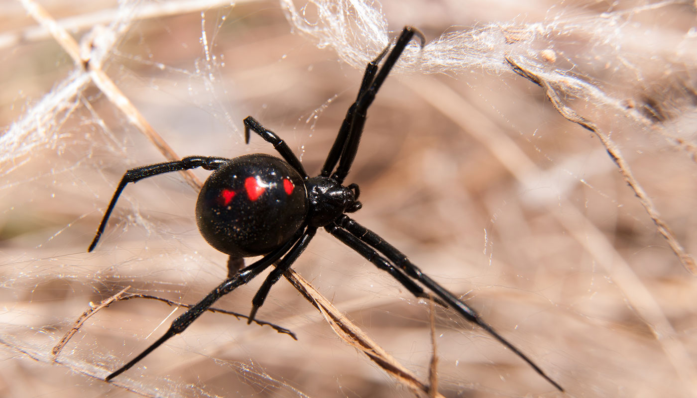 redback redback